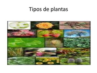 Tipos de plantas
 
