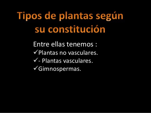 ellas tenemos plantas no vasculares plantas vasculares gimnospermas 8 ellas tenemos plantas no vasculares plantas vasculares gimnospermas 8