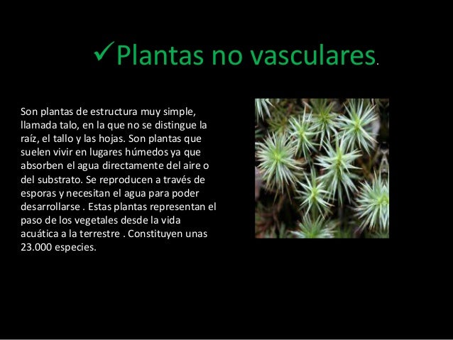 ellas tenemos plantas no vasculares plantas vasculares gimnospermas ellas tenemos plantas no vasculares plantas vasculares gimnospermas