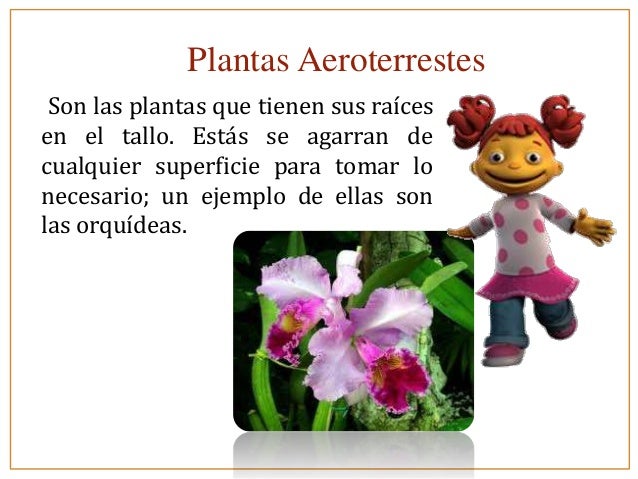 Tipos de plantas
