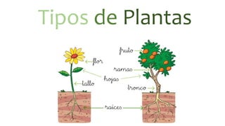 Tipos de Plantas
 