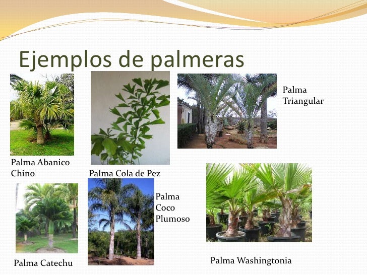 de palmeras palma triangularpalma abanicochino palma cola de pez de palmeras palma triangularpalma abanicochino palma cola de pez