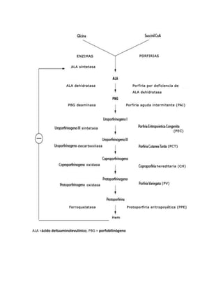 ALA =ácido deltaaminolevulínico; PBG = porfobilinógeno
 