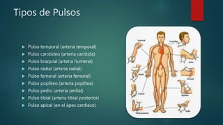 Tipos de Pulsos
 Pulso temporal (arteria temporal)
 Pulso carotideo (arteria carótida)
 Pulso braquial (arteria humeral)
 Pulso radial (arteria radial)
 Pulso femoral (arteria femoral)
 Pulso poplíteo (arteria poplítea)
 Pulso pedio (arteria pedial)
 Pulso tibial (arteria tibial posterior)
 Pulso apical (en el ápex cardiaco)
 
