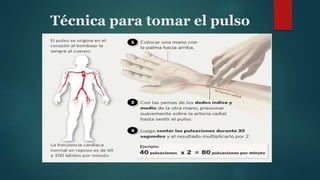 Técnica para tomar el pulso
 