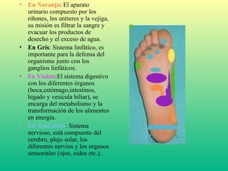 Tipos De Reflexologia PPT