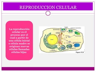 REPRODUCCION CELULAR



La reproducción
    celular es el
  proceso por el
 cual a partir de
una célula inicial
o célula madre se
 originan nuevas
células llamadas
   células hijas.
 