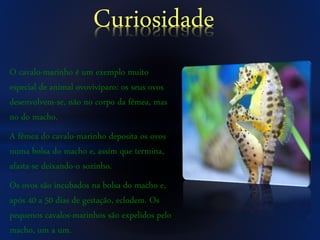O cavalo-marinho é um exemplo muito
especial de animal ovovivíparo: os seus ovos
desenvolvem-se, não no corpo da fêmea, mas
no do macho.
A fêmea do cavalo-marinho deposita os ovos
numa bolsa do macho e, assim que termina,
afasta-se deixando-o sozinho.
Os ovos são incubados na bolsa do macho e,
após 40 a 50 dias de gestação, eclodem. Os
pequenos cavalos-marinhos são expelidos pelo
macho, um a um.
Curiosidade
 