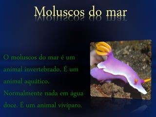 O moluscos do mar é um
animal invertebrado. É um
animal aquático.
Normalmente nada em água
doce. É um animal vivíparo.
Moluscos do mar
 