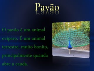 O pavão é um animal
ovíparo. É um animal
terrestre, muito bonito,
principalmente quando
abre a cauda.
Pavão
 