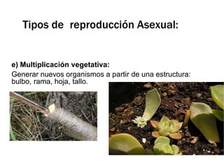 e) Multiplicación vegetativa:
Generar nuevos organismos a partir de una estructura:
bulbo, rama, hoja, tallo.
Tipos de reproducción Asexual:
 