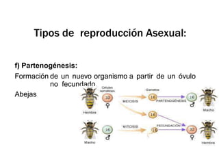 f) Partenogénesis:
Formación de un nuevo organismo a partir de un óvulo
no fecundado.
Abejas
Tipos de reproducción Asexual:
 