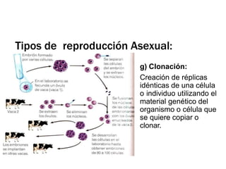 g) Clonación:
Creación de réplicas
idénticas de una célula
o individuo utilizando el
material genético del
organismo o célula que
se quiere copiar o
clonar.
Tipos de reproducción Asexual:
 