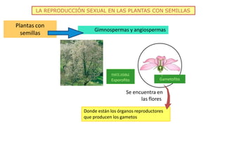 LA REPRODUCCIÓN SEXUAL EN LAS PLANTAS CON SEMILLAS
Gimnospermas y angiospermas
Plantas con
semillas
PARTE VISIBLE
Esporofito Gametofito
Se encuentra en
las flores
Donde están los órganos reproductores
que producen los gametos
 