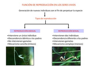 FUNCIÓN DE REPRODUCCIÓN EN LOS SERES VIVOS
Generación de nuevos individuos con el fin de perpetuar la especie
Tipos de reproducción
REPRODUCCIÓN ASEXUAL REPRODUCCIÓN SEXUAL
•Interviene un único individuo
•Descendencia idéntica a los padres
•No intervienen gametos
•Mecanismo sencillo (mitosis)
•Intervienen dos individuos
•Descendencia diferente a los padres
•Intervienen gametos
•Mecanismo complejo (meiosis)
 