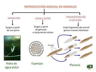 REPRODUCCIÓN ASEXUAL EN ANIMALES
GEMACIÓN GEMULACIÓN
FRAGMENTACIÓN
O ESCISIÓN
Surgen a partir
de una yema
Hidra de
agua dulce
Surgen a partir
de gémulas
o conjunto de células
Cada fragmento del animal
genera nuevos individuos
Escisión
Planaria
Esponjas
 