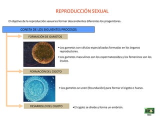 REPRODUCCIÓN SEXUAL
El objetivo de la reproducción sexual es formar descendientes diferentes los progenitores.
CONSTA DE LOS SIGUIENTES PROCESOS
FORMACIÓN DEL CIGOTO
FORMACIÓN DE GAMETOS
DESARROLLO DEL CIGOTO
•Los gametos son células especializadas formadas en los órganos
reproductores.
•Los gametos masculinos son los espermatozoides y los femeninos son los
óvulos.
•Los gametos se unen (fecundación) para formar el cigoto o huevo.
•El cigoto se divide y forma un embrión.
 