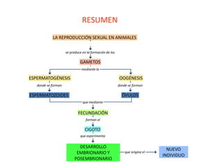 LA REPRODUCCIÓN SEXUAL EN ANIMALES
GAMETOS
ESPERMATOGÉNESIS OOGÉNESIS
ÓVULOS
ESPERMATOZOIDES
FECUNDACIÓN
se produce en la formación de los
mediante la
donde se forman donde se forman
que mediante
forman el
que experimenta
DESARROLLO
EMBRIONARIO Y
POSEMBRIONARIO
que origina el
NUEVO
INDIVIDUO
CIGOTO
RESUMEN
 