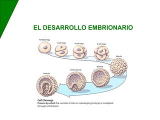 EL DESARROLLO EMBRIONARIO
 