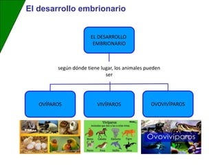 El desarrollo embrionario
OVÍPAROS VIVÍPAROS OVOVIVÍPAROS
EL DESARROLLO
EMBRIONARIO
según dónde tiene lugar, los animales pueden
ser
 
