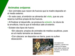 • Son animales que nacen de huevos que la madre deposita en
el medio externo.
• En este caso, el embrión se alimenta del vitelo, que es una
reserva nutritiva propia de los huevos.
• Al finalizar el desarrollo, se produce la eclosión, la rotura de
la envoltura, tras la que el individuo sale al exterior.
• Existen dos tipos de huevo:
•Sin cáscara: propios de animales de medios acuáticos, pues
en el medio terrestre se desecan.
•Con cáscara: se depositan en tierra, pues no sufren
desecación.
Animales ovíparos
Los sapos son
ovíparos, y ponen sus
huevos en el agua,
pues éstos carecen de
cáscara y se desecan
en tierra.
 