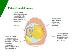 Estructura del huevo
Embrión
Saco vitelino:
está lleno de
vitelo, que
alimenta al
embrión.
Amnios: forma
la cavidad amniótica,
que está llena del
líquido amniótico
en en que flota
el embrión.
Capas: actúan a
modo de aparato
excretor, recogiendo
desechos, y a modo
de aparato
respiratorio,
permitiendo expulsar
CO2 y recoger O2.
Cáscara: protege
al embrión de la
desecación, pero
permite el paso
de O2 y CO2
 
