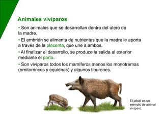 • Son animales que se desarrollan dentro del útero de
la madre.
• El embrión se alimenta de nutrientes que la madre le aporta
a través de la placenta, que une a ambos.
• Al finalizar el desarrollo, se produce la salida al exterior
mediante el parto.
• Son vivíparos todos los mamíferos menos los monotremas
(ornitorrincos y equidnas) y algunos tiburones.
Animales vivíparos
El jabalí es un
ejemplo de animal
vivíparo.
 