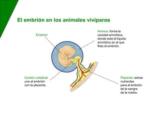 El embrión en los animales vivíparos
Embrión
Placenta: extrae
nutrientes
para el embrión
de la sangre
de la madre.
Cordón umbilical:
une al embrión
con la placenta.
Amnios: forma la
cavidad amniótica,
donde está el líquido
amniótico en el que
flota el embrión.
 