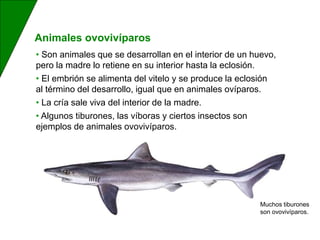 • Son animales que se desarrollan en el interior de un huevo,
pero la madre lo retiene en su interior hasta la eclosión.
• El embrión se alimenta del vitelo y se produce la eclosión
al término del desarrollo, igual que en animales ovíparos.
• La cría sale viva del interior de la madre.
• Algunos tiburones, las víboras y ciertos insectos son
ejemplos de animales ovovivíparos.
Animales ovovivíparos
Muchos tiburones
son ovovivíparos.
 