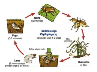 TIPOS DE REPRODUCCIÓN.pptx ..............