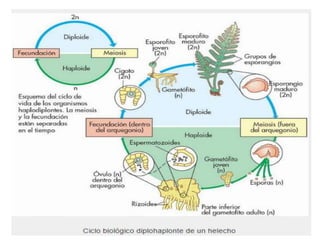 TIPOS DE REPRODUCCIÓN.pptx ..............