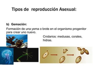 b) Gemación:
Formación de una yema o brote en el organismo progenitor
para crear uno nuevo.
Cnidarios: medusas, corales,
hidras.
Tipos de reproducción Asexual:
 