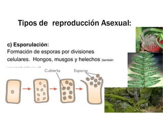 c) Esporulación:
Formación de esporas por divisiones
celulares. Hongos, musgos y helechos (también
con reproducción sexual).
Tipos de reproducción Asexual:
 