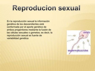 En la reproducción sexual la información
genética de los descendientes está
conformada por el aporte genético de
ambos progenitores mediante la fusión de
las células sexuales o gametos; es decir, la
reproducción sexual es fuente de
variabilidad genética
 