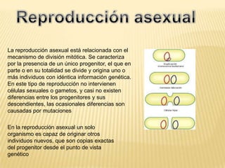 La reproducción asexual está relacionada con el
mecanismo de división mitótica. Se caracteriza
por la presencia de un único progenitor, el que en
parte o en su totalidad se divide y origina uno o
más individuos con idéntica información genética.
En este tipo de reproducción no intervienen
células sexuales o gametos, y casi no existen
diferencias entre los progenitores y sus
descendientes, las ocasionales diferencias son
causadas por mutaciones

En la reproducción asexual un solo
organismo es capaz de originar otros
individuos nuevos, que son copias exactas
del progenitor desde el punto de vista
genético
 