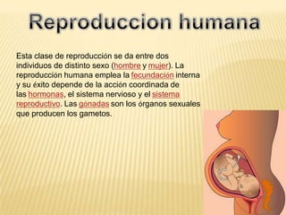 Esta clase de reproducción se da entre dos
individuos de distinto sexo (hombre y mujer). La
reproducción humana emplea la fecundación interna
y su éxito depende de la acción coordinada de
las hormonas, el sistema nervioso y el sistema
reproductivo. Las gónadas son los órganos sexuales
que producen los gametos.
 