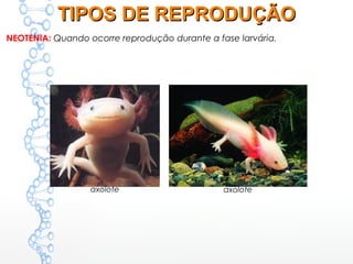 NEOTENIA: Quando ocorre reprodução durante a fase larvária.
axoloteaxolote
TIPOS DE REPRODUÇÃOTIPOS DE REPRODUÇÃO
 