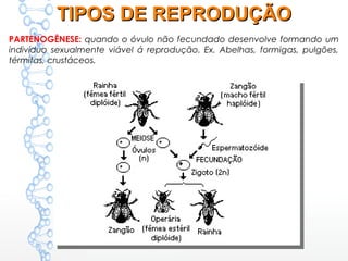 PARTENOGÊNESE: quando o óvulo não fecundado desenvolve formando um
indivíduo sexualmente viável á reprodução. Ex. Abelhas, formigas, pulgões,
térmitas, crustáceos.
TIPOS DE REPRODUÇÃOTIPOS DE REPRODUÇÃO
 