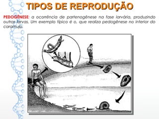 PEDOGÊNESE: a ocorrência de partenogênese na fase larvária, produzindo
outras larvas. Um exemplo típico é o, que realiza pedogênese no interior do
caramujo.
TIPOS DE REPRODUÇÃOTIPOS DE REPRODUÇÃO
 
