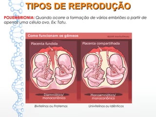 POLIEMBRIONIA: Quando ocorre a formação de vários embriões a partir de
apenas uma célula ovo. Ex: Tatu.
Bivitelinos ou Fraternos Univitelinos ou Idênticos
TIPOS DE REPRODUÇÃOTIPOS DE REPRODUÇÃO
 