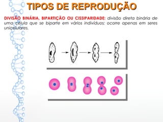 DIVISÃO BINÁRIA, BIPARTIÇÃO OU CISSIPARIDADE: divisão direta binária de
uma célula que se biparte em vários indivíduos; ocorre apenas em seres
unicelulares.
TIPOS DE REPRODUÇÃOTIPOS DE REPRODUÇÃO
 
