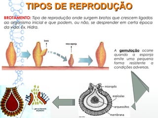 BROTAMENTO: Tipo de reprodução onde surgem brotos que crescem ligados
ao organismo inicial e que podem, ou não, se desprender em certa época
da vida. Ex. Hidra.
A gemulação ocorre
quando a esponja
emite uma pequena
forma resistente a
condições adversas.
TIPOS DE REPRODUÇÃOTIPOS DE REPRODUÇÃO
 