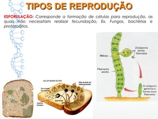 ESPORULAÇÃO: Corresponde a formação de células para reprodução, as
quais não necessitam realizar fecundação. Ex. Fungos, bactérias e
protozoários.
TIPOS DE REPRODUÇÃOTIPOS DE REPRODUÇÃO
 