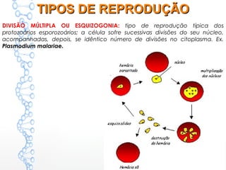 DIVISÃO MÚLTIPLA OU ESQUIZOGONIA: tipo de reprodução típica dos
protozoários esporozoários; a célula sofre sucessivas divisões do seu núcleo,
acompanhadas, depois, se idêntico número de divisões no citoplasma. Ex.
Plasmodium malariae.
TIPOS DE REPRODUÇÃOTIPOS DE REPRODUÇÃO
 