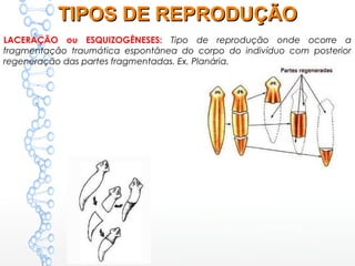 LACERAÇÃO ou ESQUIZOGÊNESES: Tipo de reprodução onde ocorre a
fragmentação traumática espontânea do corpo do indivíduo com posterior
regeneração das partes fragmentadas. Ex. Planária.
TIPOS DE REPRODUÇÃOTIPOS DE REPRODUÇÃO
 