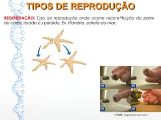 REGENERAÇÃO: Tipo de reprodução onde ocorre reconstituição da parte
do corpo lesada ou perdida. Ex. Planária, estrela-do-mar.
FONTE: hypescience.com
TIPOS DE REPRODUÇÃOTIPOS DE REPRODUÇÃO
 