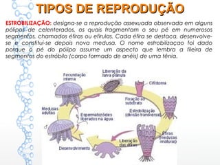 ESTROBILIZAÇÃO: designa-se a reprodução assexuada observada em alguns
pólipos de celenterados, os quais fragmentam o seu pé em numerosos
segmentos, chamados éfiras ou efirulas. Cada éfira se destaca, desenvolve-
se e constitui-se depois nova medusa. O nome estrobilizaçao foi dado
porque o pé do pólipo assume um aspecto que lembra a fileira de
segmentos do estróbilo (corpo formado de anéis) de uma tênia. 
TIPOS DE REPRODUÇÃOTIPOS DE REPRODUÇÃO
 