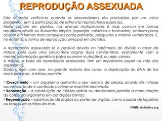 Esta situação verifica-se quando os descendentes são produzidos por um único
progenitor, sem a participação de estruturas reprodutoras especiais.
Muito comum em plantas, nos animais multicelulares é mais comum em formas
aquáticas sésseis ou flutuantes simples (esponjas, cnidários e tunicados), embora possa
ocorrer em formas mais complexas como planárias, poliquetas e mesmo vertebrados. É,
no entanto, a forma de reprodução principal em protistas.
A reprodução assexuada só é possível devido ao fenômeno de divisão nuclear da
mitose, pelo qual uma célula-mãe origina duas células-filhas, exatamente com a
mesma informação genética (salvo ocorram mutações), ou seja, clones.
A mitose, a base da reprodução assexuada, tem um importante papel na vida dos
organismos.
Dado o rigor com que, na grande maioria dos casos, a duplicação do DNA de faz
neste processo, a mitose permite:
• Crescimento – um organismo aumenta o seu número de células através de mitoses
sucessivas, onde o conteúdo nuclear se mantém inalterado;
• Renovação – a substituição de células velhas ou danificadas permite a manutenção
do corpo do organismo em condições ótimas;
• Regeneração – substituição de órgãos ou partes de órgãos, como caudas de lagartixa
ou braços de estrelas-do-mar.
FONTE: simbiotica.org
REPRODUÇÃO ASSEXUADAREPRODUÇÃO ASSEXUADA
 