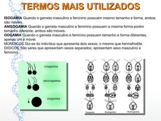 ISOGAMIA Quando o gameta masculino e feminino possuem mesmo tamanho e forma, ambos
são móveis.
ANISOGAMIA Quando o gameta masculino e feminino possuem a mesma forma porém
tamanho diferente, ambos são móveis.
OOGAMIA Quando o gameta masculino e feminino possuem tamanho e forma diferentes,
apenas um é móvel.
MONOICOS Diz-se do indivíduo que apresenta dois sexos; o mesmo que hermafrodita.
DIOICOS São seres que apresentam sexos separados; apresentam sexo masculino e
feminino.
TERMOS MAIS UTILIZADOSTERMOS MAIS UTILIZADOS
 