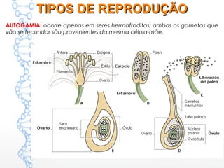AUTOGAMIA: ocorre apenas em seres hermafroditas; ambos os gametas que
vão se fecundar são provenientes da mesma célula-mãe.
TIPOS DE REPRODUÇÃOTIPOS DE REPRODUÇÃO
 